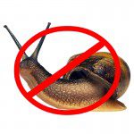 No Snails